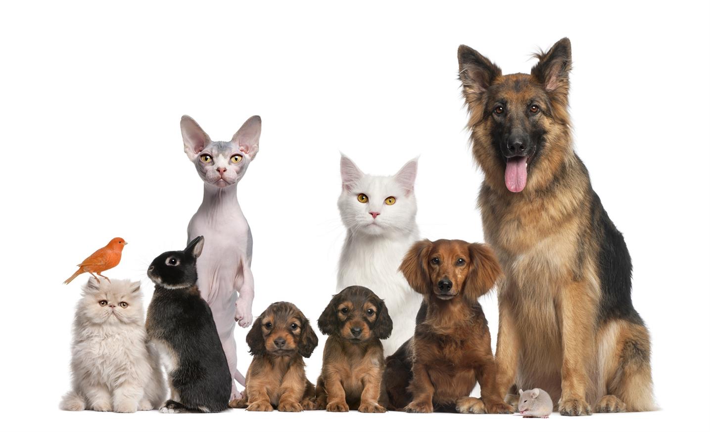 Правильный способ использования подгузников Pet Pads для щенков и котят